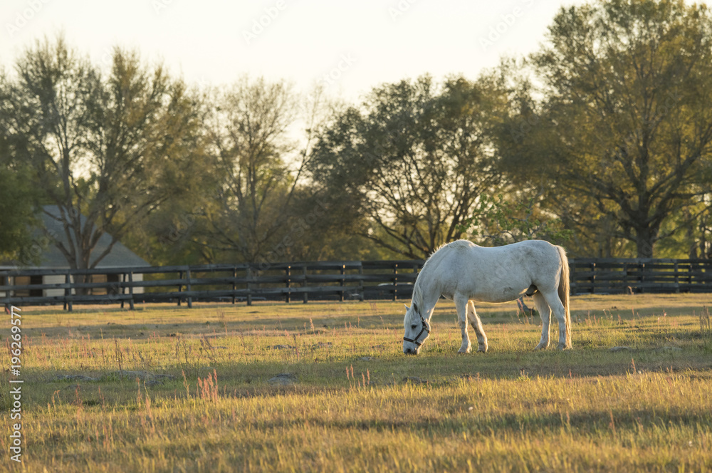 Gray gelding horse grazes in late afernoon pasture Gray gelding horse grazes in late afernoon pasture