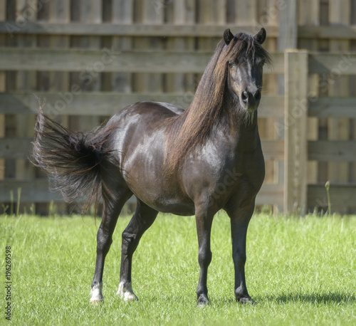 Miniature horse stallion in fenced paddock