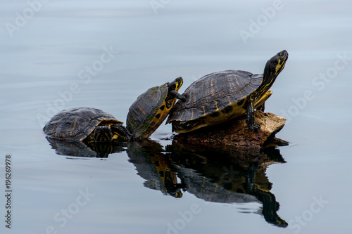 Three Turtles