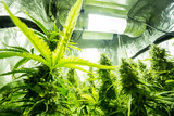 Cannabis cultivation indoor growing, Marijuana plants in grow box