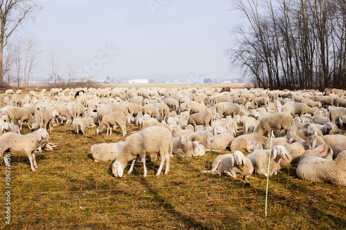Flock of sheep in the countryside