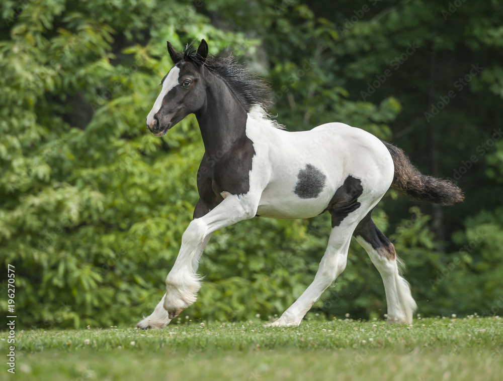 Gypsy Vanner Horse filly foal running Gypsy Vanner Horse filly foal running