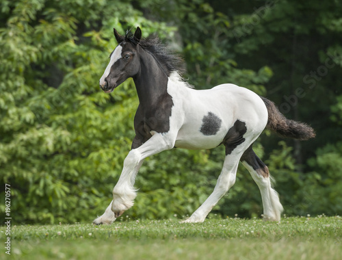 Gypsy Vanner Horse filly foal running © Mark J. Barrett