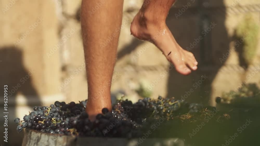 Legs of young man stomping black grapes in wooden barrel at winery making wine, close up sunny summer day outdoors Legs of young man stomping black grapes in wooden barrel at winery making wine, close up sunny summer day outdoors