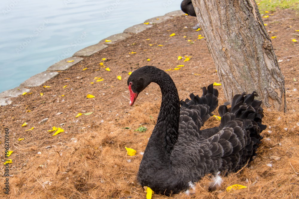Fototapeta premium Black Swan