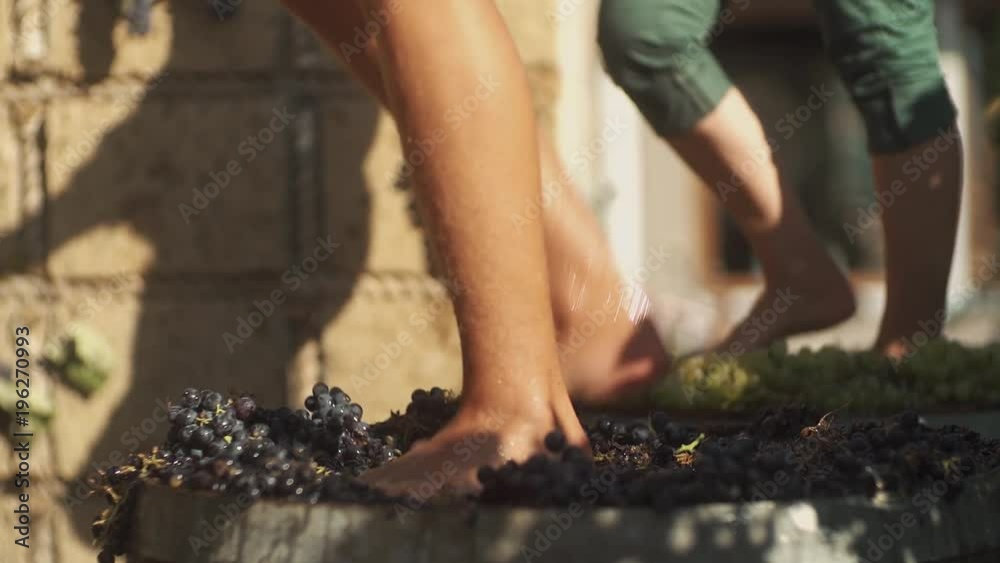 Two pair of unrecognizable male feet stomps grapes at winery making wine, close up sunny summer day outdoors Two pair of unrecognizable male feet stomps grapes at winery making wine, close up sunny summer day outdoors