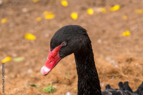 Black Swan