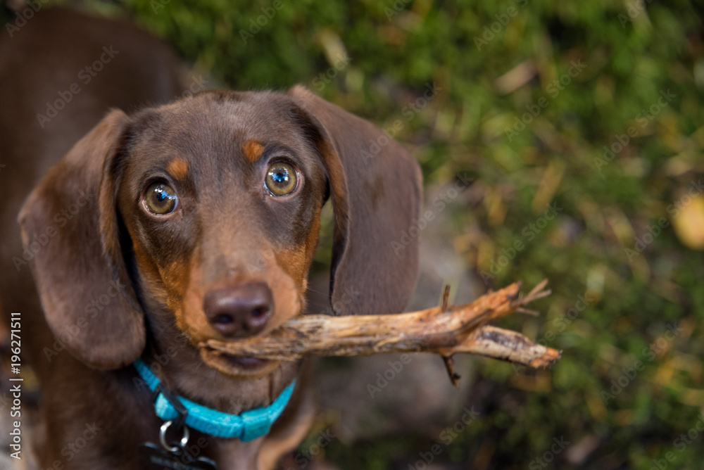Dachshund puppy holding a stick