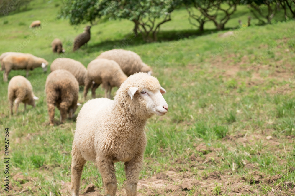 Sheep farm at Doi Inthanon National park, Chiangmai, Thailand. Sheep farm at Doi Inthanon National park, Chiangmai, Thailand.