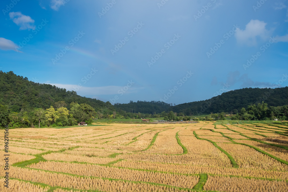 Rice fields after harvest, Doi Inthanon, Chiangmai, Thailand.