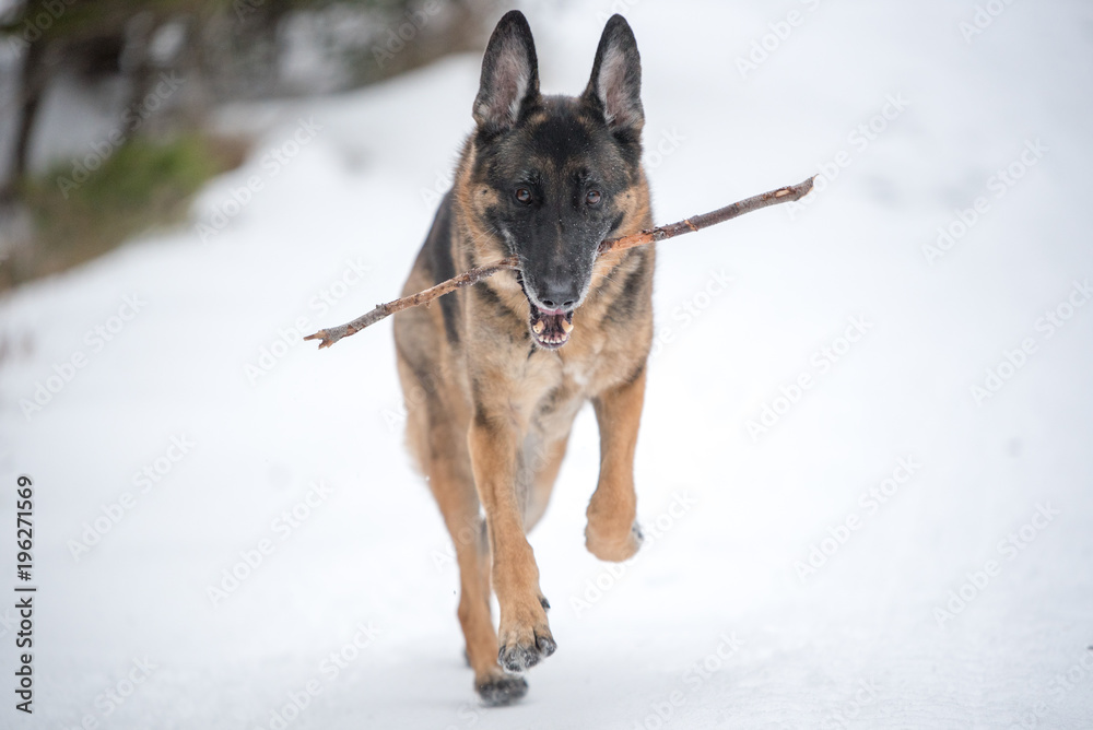 German Shepherd running in snow with a stick German Shepherd running in snow with a stick