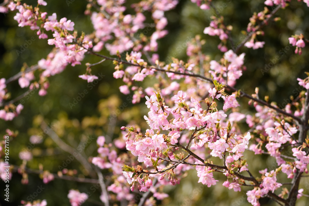 早咲きの桜