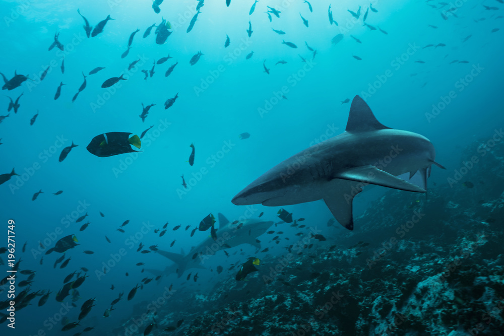 Galapagos Sharks in remote offshore Malpelo Island, UNESCO World Heritage Site in Colombia