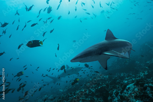 Galapagos Sharks in remote offshore Malpelo Island, UNESCO World Heritage Site in Colombia photo