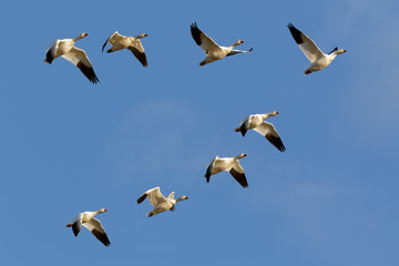 Crédence de cuisine Oiseaux Snow Geese Flying in Formation  © Delmas Lehman