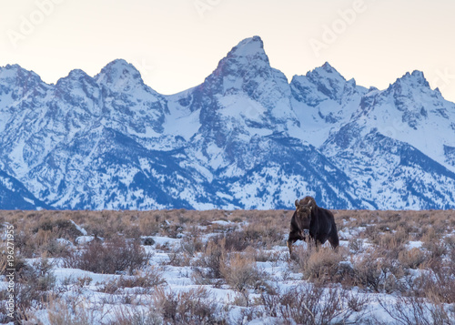 Bull Moose with Tetons