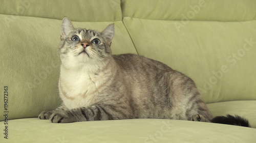 Beautiful male Thai cat on couch