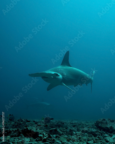 Scalloped Hammerhead Shark in remote offshore Malpelo Island  UNESCO World Heritage Site in Colombia