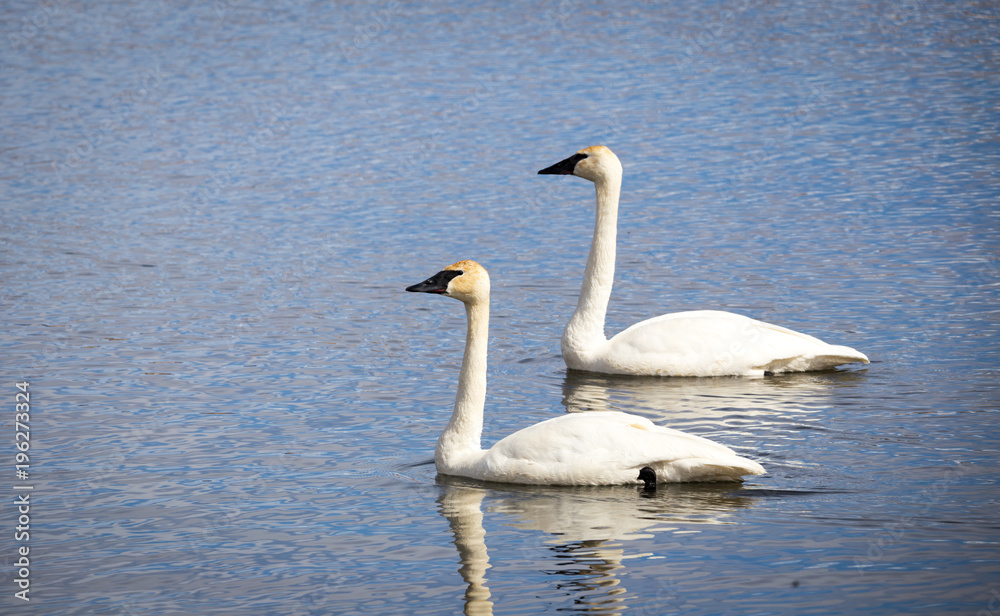 Obraz premium Two Trumpeter Swans