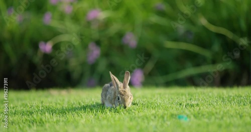 Rabbit eating green grass