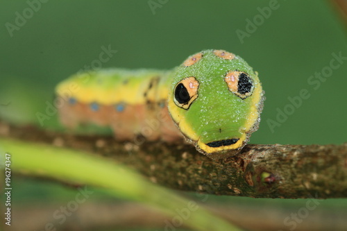 Spicebush swallowtail caterpillar photo