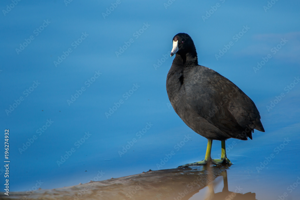 Fototapeta premium American Coot Standing