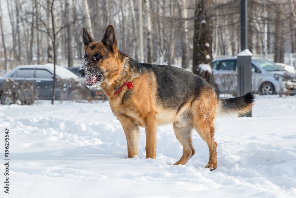 German shepherd playing with its ring toy in deep snow