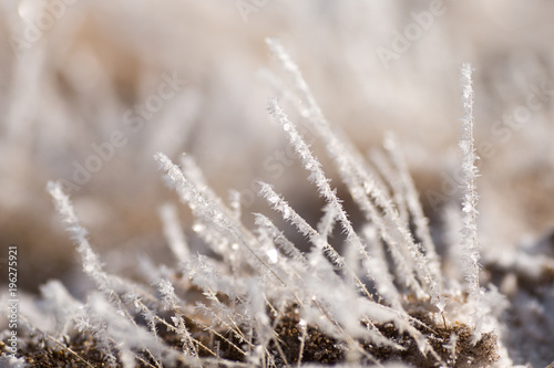 grass in the frost, morning frost © Kira