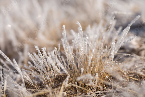 grass in the frost, morning frost © Kira