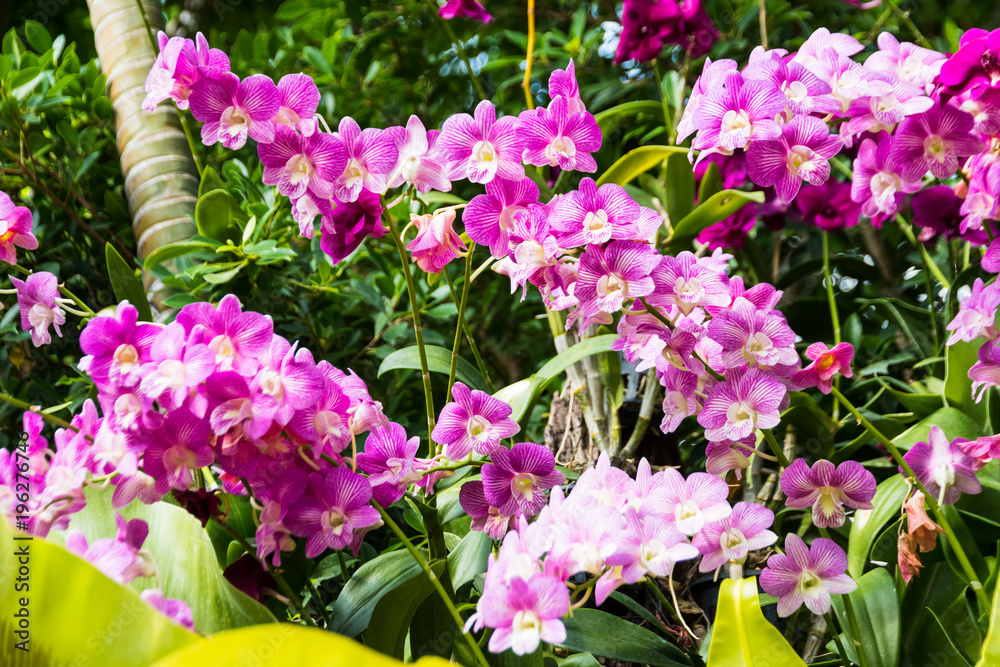 Orchid flowers - Pink orchid, queen of flowers. Tropical orchidea garden. Branch of pink orchid on a natural background. Orchid flowers - Pink orchid, queen of flowers. Tropical orchidea garden. Branch of pink orchid on a natural background.