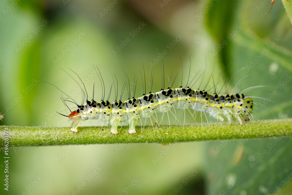 Image of Hairy caterpillar (Eupterote testacea) on green branches. Insect Animal Image of Hairy caterpillar (Eupterote testacea) on green branches. Insect Animal