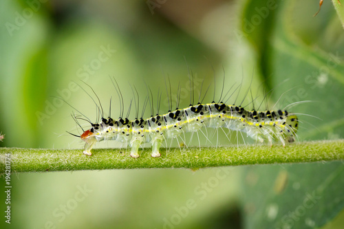 Image of Hairy caterpillar (Eupterote testacea) on green branches. Insect Animal © yod67