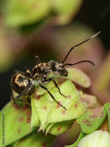 Image of an ant (Polyrhachis dives) on green leaf. Insect. Animal.