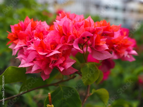 Pink Bougainvillea white flowers. Thai call "Fuengfah" have a good meaning Prosperity In business ,trade ,Good Life in progress