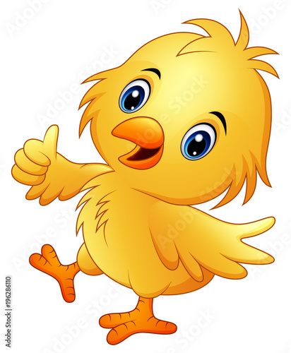 Cute baby chicken with thumb up isolated on a white background