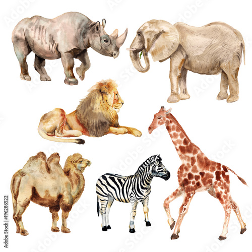 Fototapeta Naklejka Na Ścianę i Meble -  Watercolor african animals