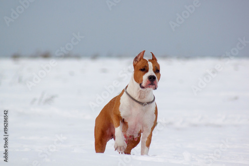 Cute american staffordshire terrier is standing on a white snow.