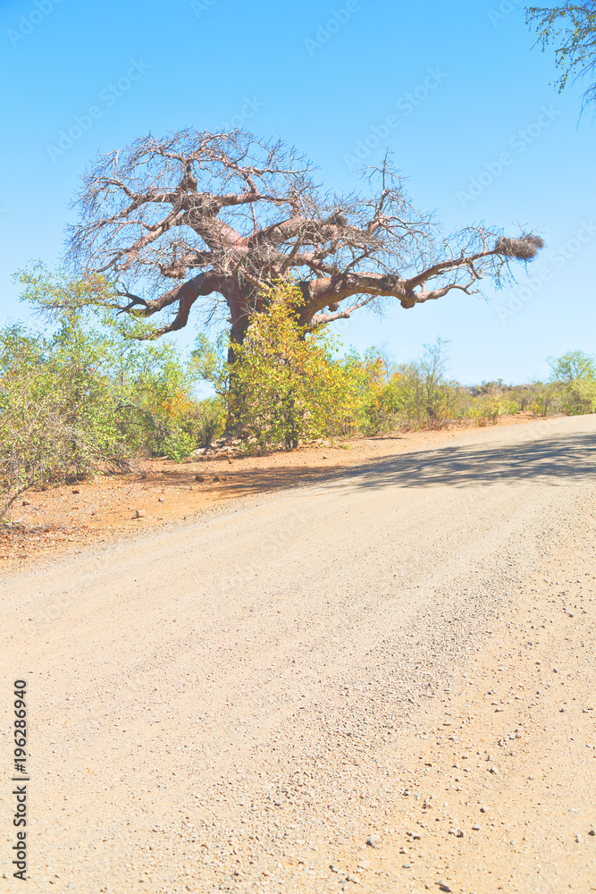 in south africa street and baobab in south africa street and baobab
