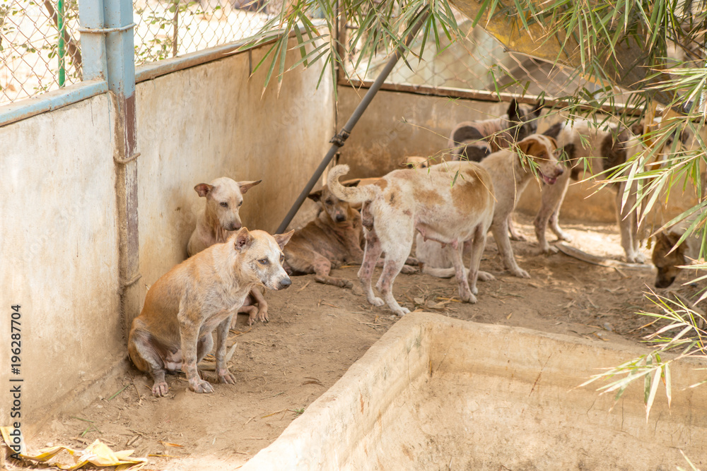 Fototapeta premium Shelter for homeless dogs