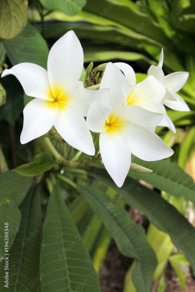 Plumeria flowers grows in Rarotonga Cook Islands Plumeria flowers grows in Rarotonga Cook Islands
