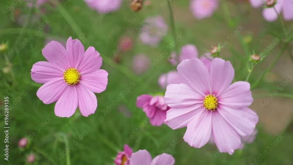 Cosmos bipannatus flowers an ornamental plant from the daisy family in full bloom with green foliage background close up macro high definition movie clip stock footage. Cosmos bipannatus flowers an ornamental plant from the daisy family in full bloom with green foliage background close up macro high definition movie clip stock footage.