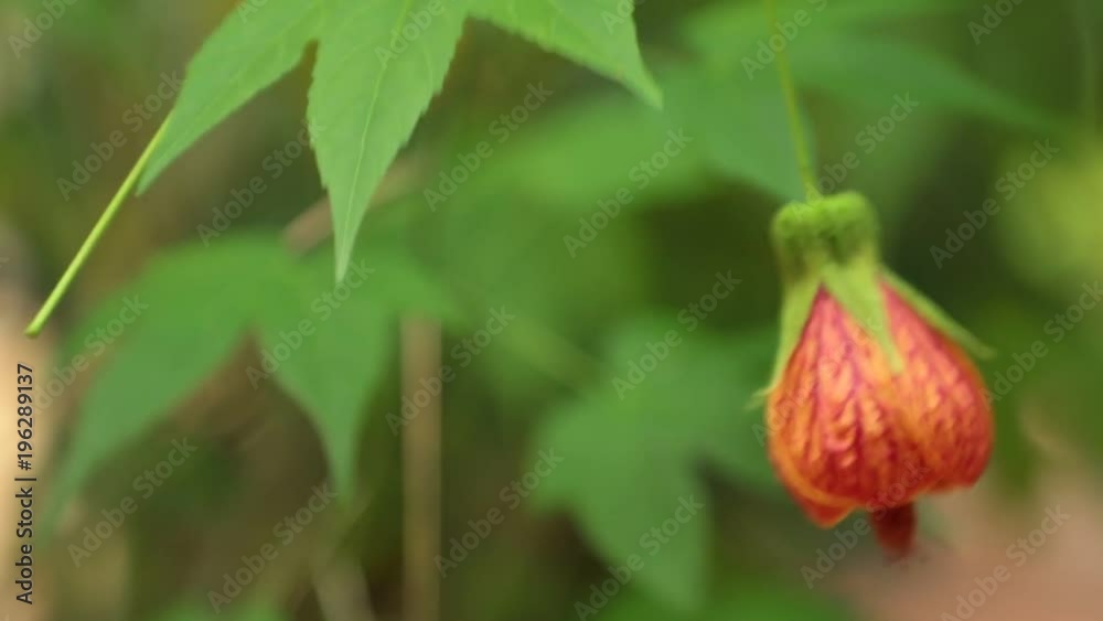 Chinese Lantern Flower Redvein Abutilon Indian Mallow High Definition Stock Footage. Redvein Indian Mallow Chinese Lantern Flower Redvein Abutilon Indian Mallow High Definition Stock Footage. Redvein Indian Mallow