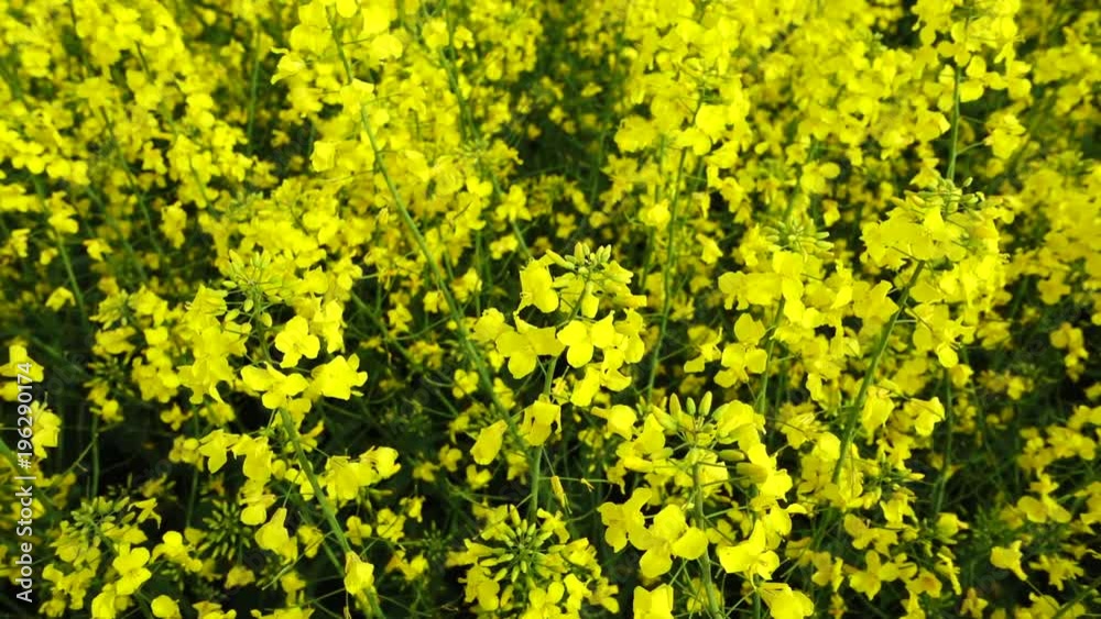Yellow canola field at sunny day, Slow motion Yellow canola field at sunny day, Slow motion