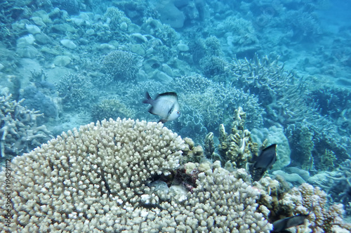 underwater world of the South China Sea, butterfly fish, pomatsentrovye, in corals, at the bottom of the sea photo