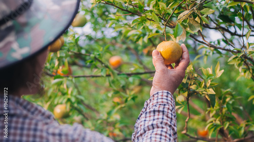 Closeup of middle age lady farmer harvesting oranges in farm.
