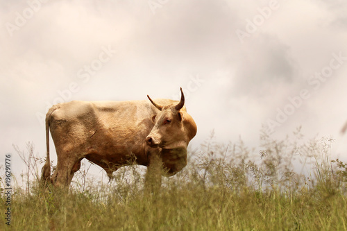 Fototapeta Naklejka Na Ścianę i Meble -  Cattle grazing in a field