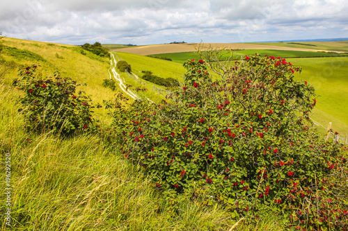 Berry bushes loved by birds on Lancing Down in West Sussex, England