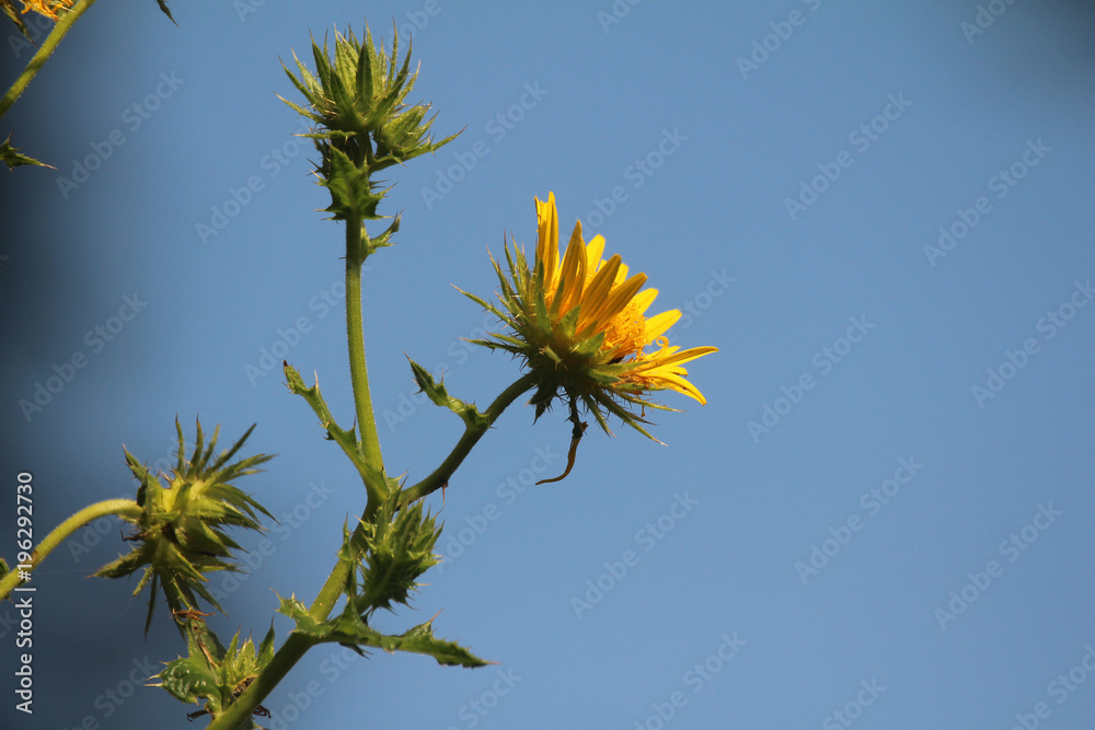Obraz premium Wild yellow flowers
