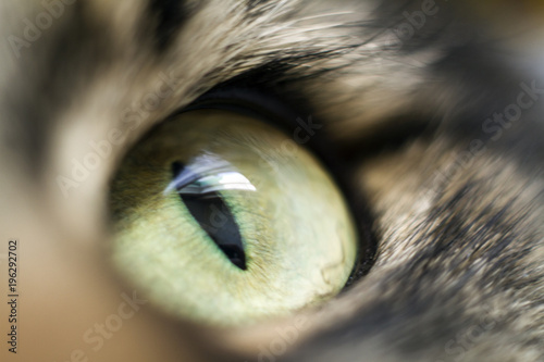 cat eye