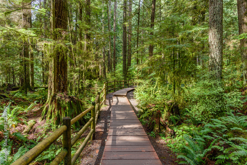 Wooden flooring, a path in a dense forest, with tall, green trees Wooden flooring, a path in a dense forest, with tall, green trees